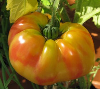 Tomato – Striped German