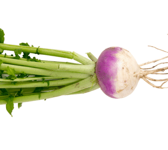 Turnip – Purple Top White Globe