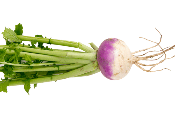 turnip purple top white globe