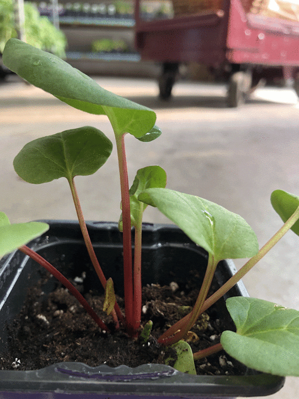 young victoria rhubarb