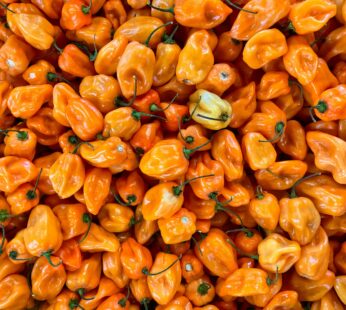 Hot Pepper – Habanero orange