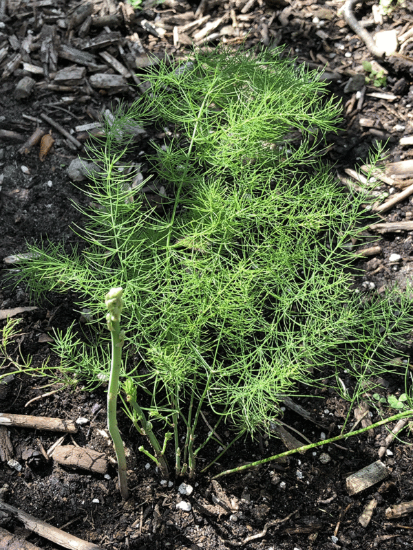 asparagus mary washington