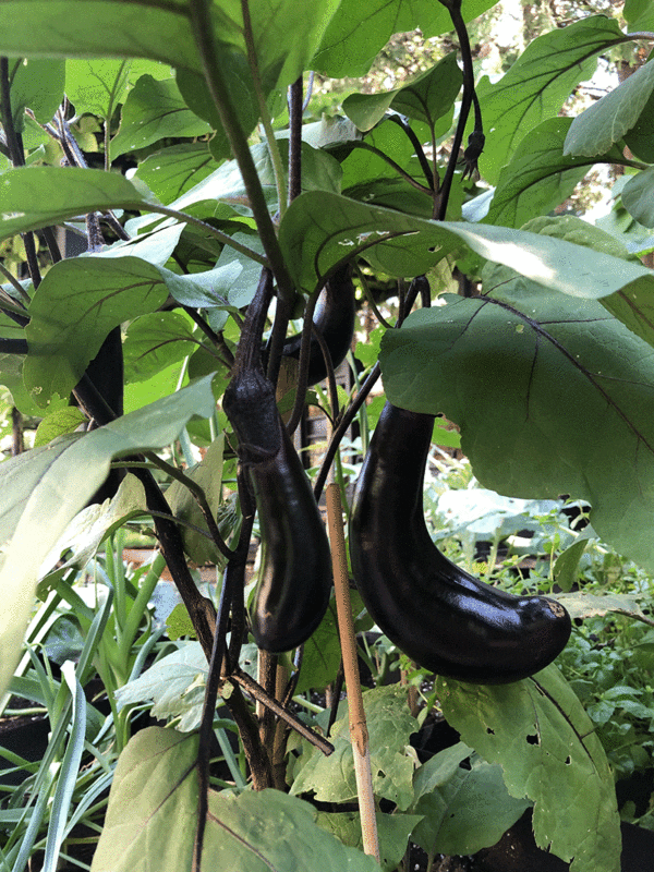 black beauty eggplant