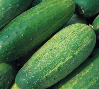 Cucumber – National Pickling