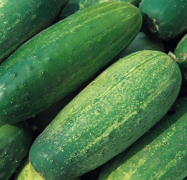 cucumber national pickler