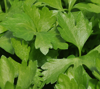 Celery – Cutting Leaf