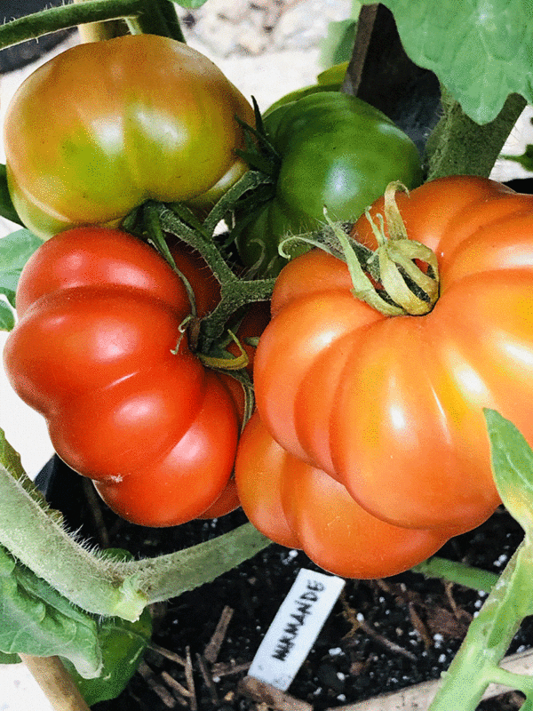 marmande tomato