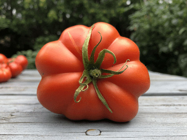 marmande tomato