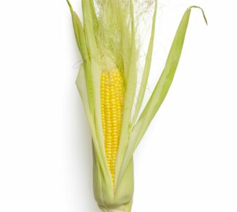 Corn – Golden Bantam