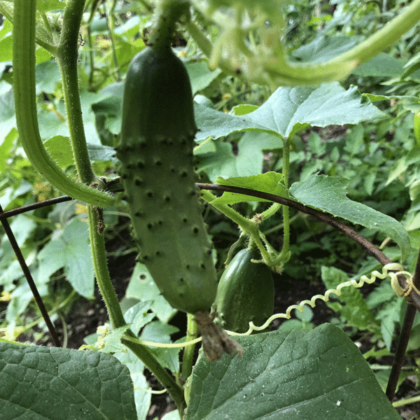 national pickling cucumber