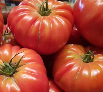 Tomato – Marmande