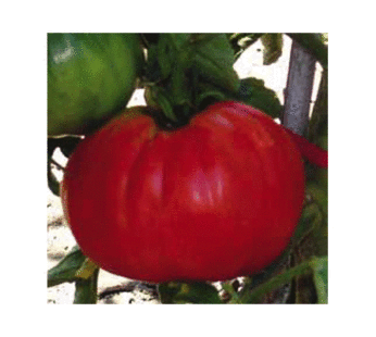 Tomato – Red Pear Gigante del Vomano