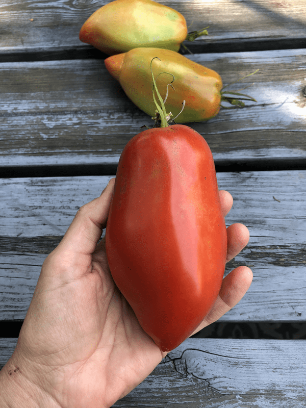 tomato san marzano