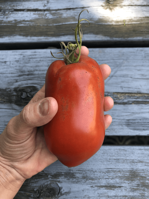 tomato san marzano
