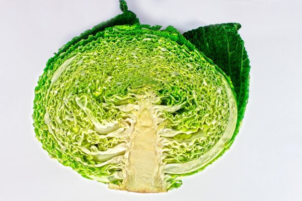 cabbage savoy perfection