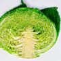 cabbage savoy perfection