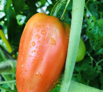 Tomato – Cuor di Bue C.B.S