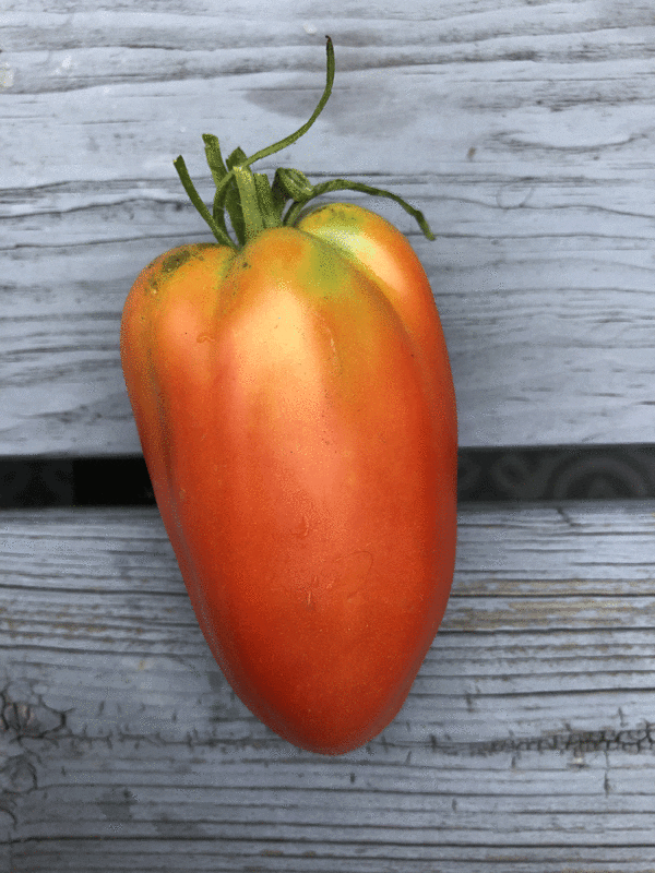 cuor di bue tomato