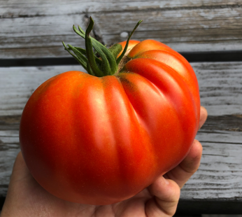 Tomato – Homestead (Supersteak type)