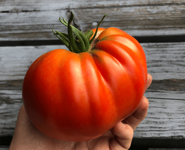 homestead supersteak tomato