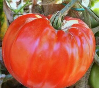 Tomato – Supersteak Homestead