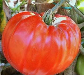 tomato homestead supersteak