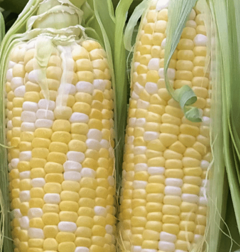 Corn - Bicolor Peaches & Cream F1 seeds - Heirloom Seeds Canada