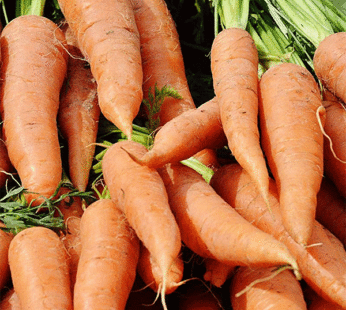 Carrot – Danvers