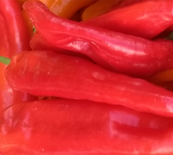 Pepper – Sweet Long Corno Di Toro Rosso
