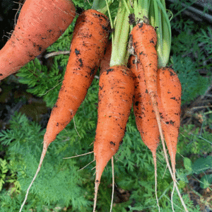 kuroda carrot