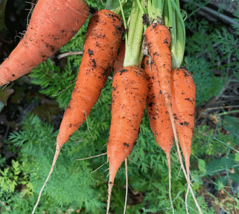 Carrot – Kuroda