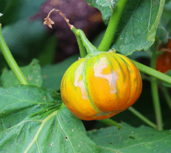Eggplant – Orange Turkish