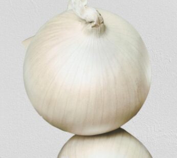 Onion – White Spanish