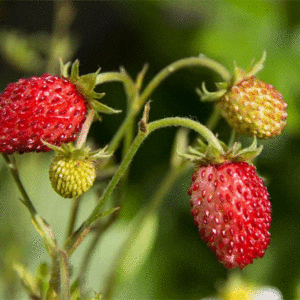 alexandria strawberry