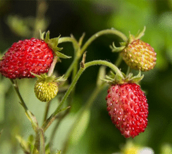 Strawberry – Alexandria
