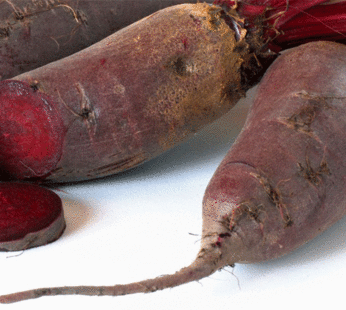 Beet – Red Cylindra