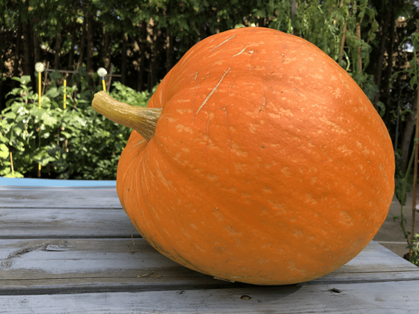 big max pumpkin