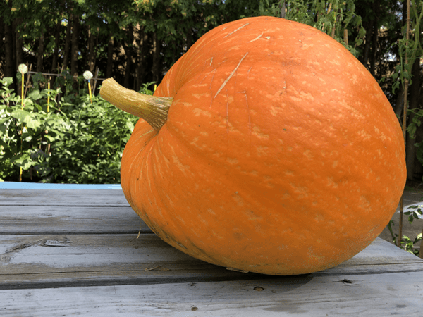 big max pumpkin