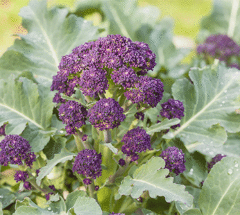 Broccoli – Purple Sprouting