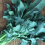 broccoli spigariello