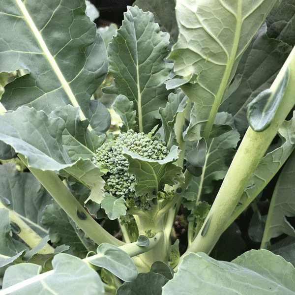 broccoli waltham 29