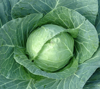 Cabbage – Copenhagen Market
