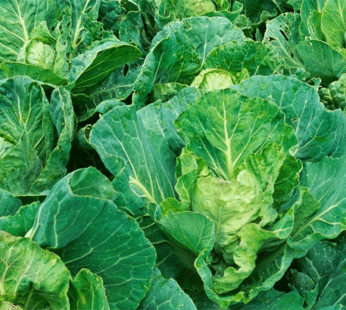 Cabbage – Golden Acre