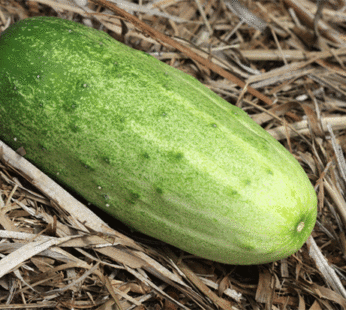 Cucumber – Bush Slicer F1