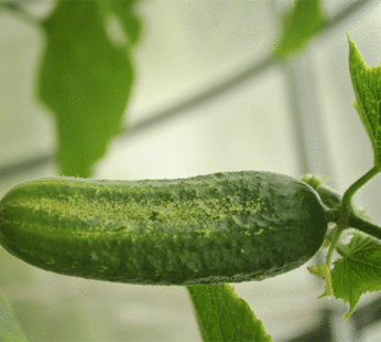Cucumber – Bush Crop