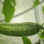 cucumber bush crops