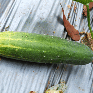 cucumber straight eight