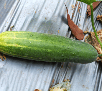 Cucumber – Straight Eight