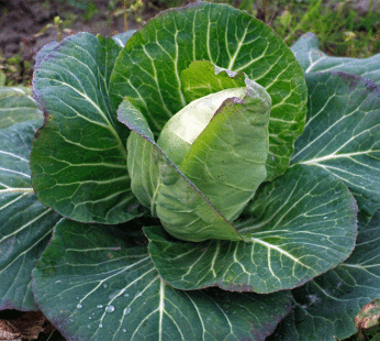 Cabbage – Early Jersey Wakefield