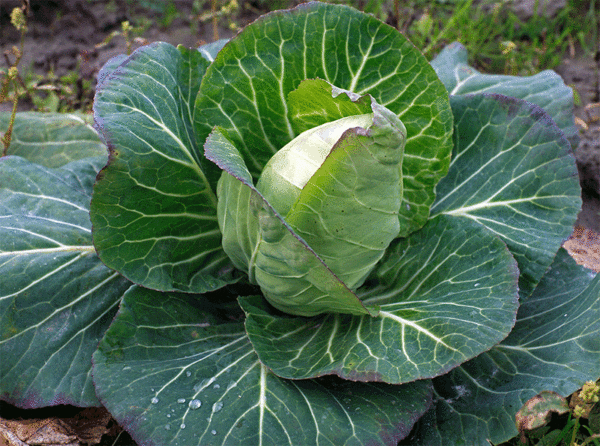 early jersey wakefield cabbage